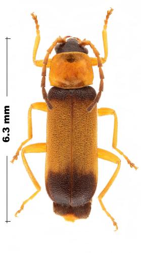 Réf. 306 874 : Cratosilis laeta
